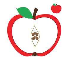 Load image into Gallery viewer, Apple Anatomy Felt Set Pattern